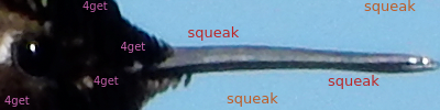 squeak.png